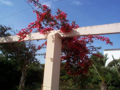 [Foto de planta, jardin, jardineria]