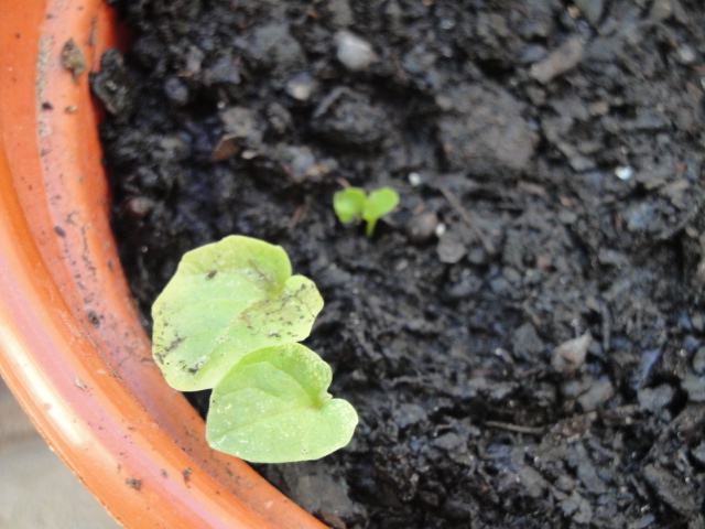 [Foto de planta, jardin, jardineria]