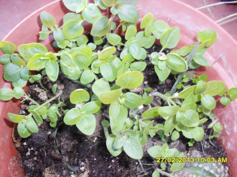 [Foto de planta, jardin, jardineria]