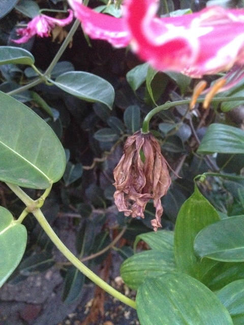 [Foto de planta, jardin, jardineria]