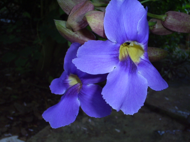 [Foto de planta, jardin, jardineria]