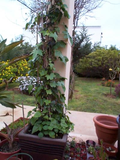 [Foto de planta, jardin, jardineria]