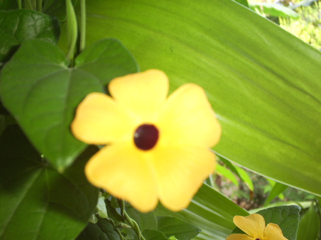 [Foto de planta, jardin, jardineria]