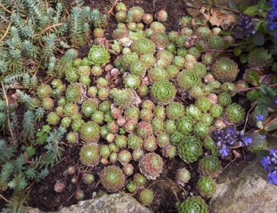 [Foto de planta, jardin, jardineria]