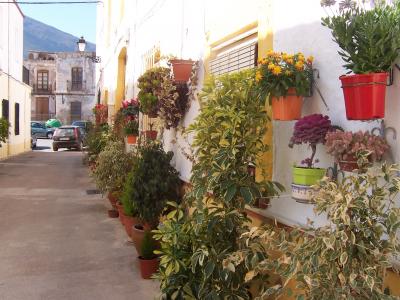 [Foto de planta, jardin, jardineria]