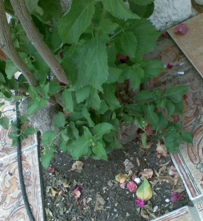 [Foto de planta, jardin, jardineria]