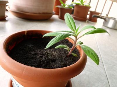 [Foto de planta, jardin, jardineria]