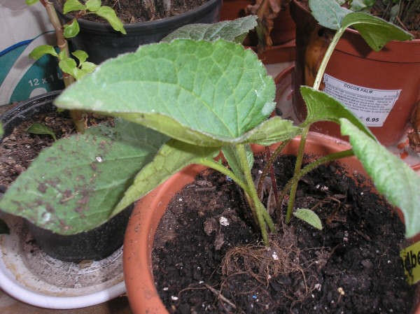 [Foto de planta, jardin, jardineria]