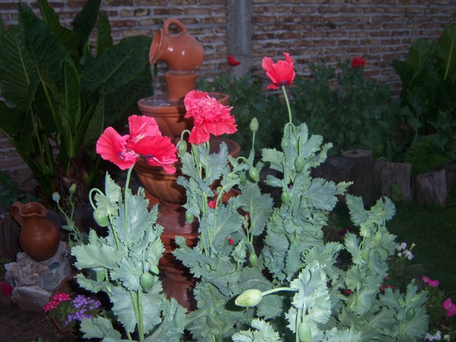 [Foto de planta, jardin, jardineria]