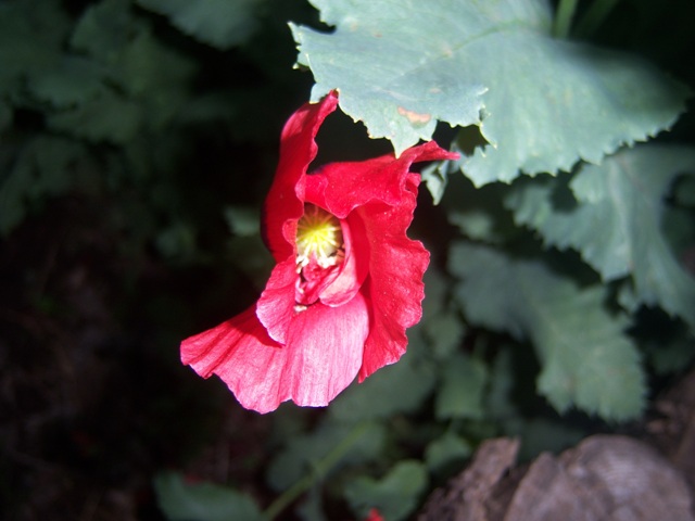 [Foto de planta, jardin, jardineria]