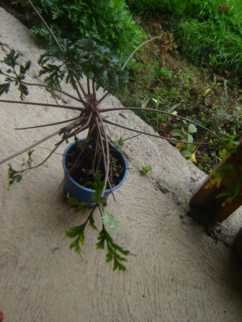 [Foto de planta, jardin, jardineria]