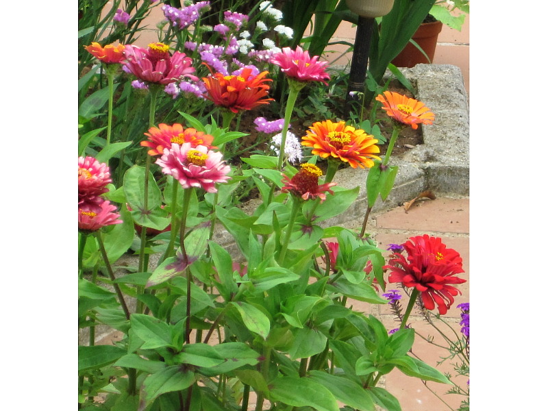 [Foto de planta, jardin, jardineria]