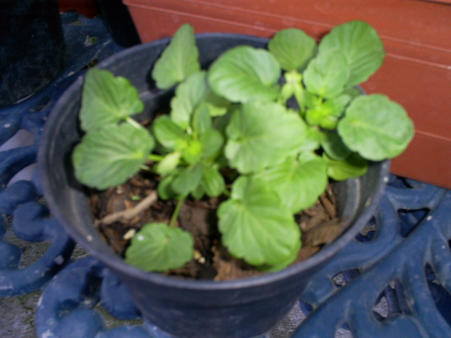 [Foto de planta, jardin, jardineria]