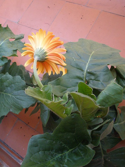 Gerbera