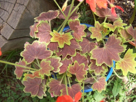 [Foto de planta, jardin, jardineria]