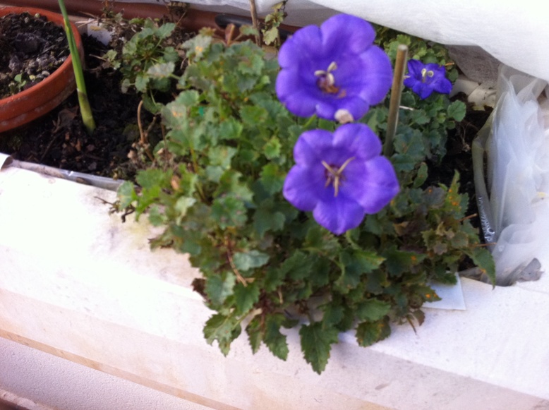 [Foto de planta, jardin, jardineria]