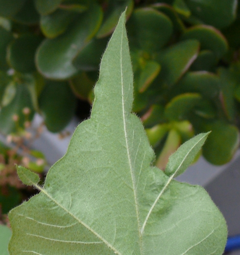 [Foto de planta, jardin, jardineria]