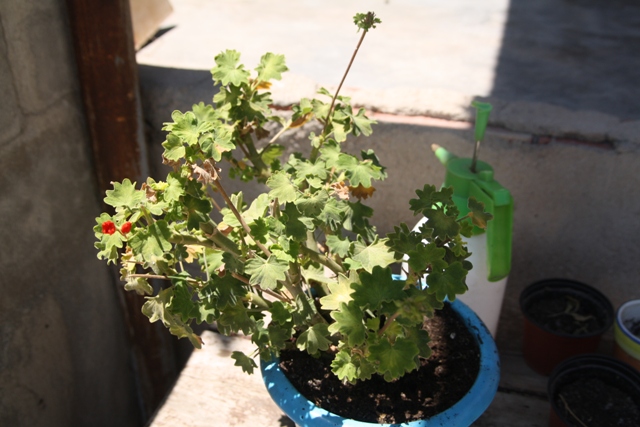 [Foto de planta, jardin, jardineria]