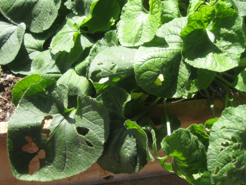 [Foto de planta, jardin, jardineria]