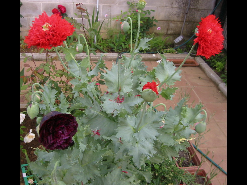 [Foto de planta, jardin, jardineria]