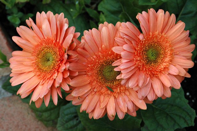 Gerbera