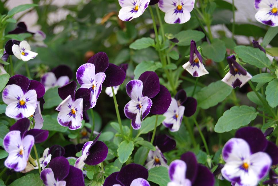 [Foto de planta, jardin, jardineria]