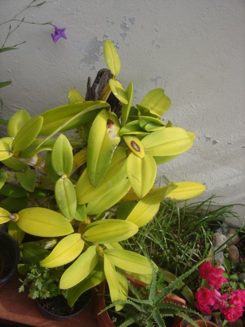 [Foto de planta, jardin, jardineria]