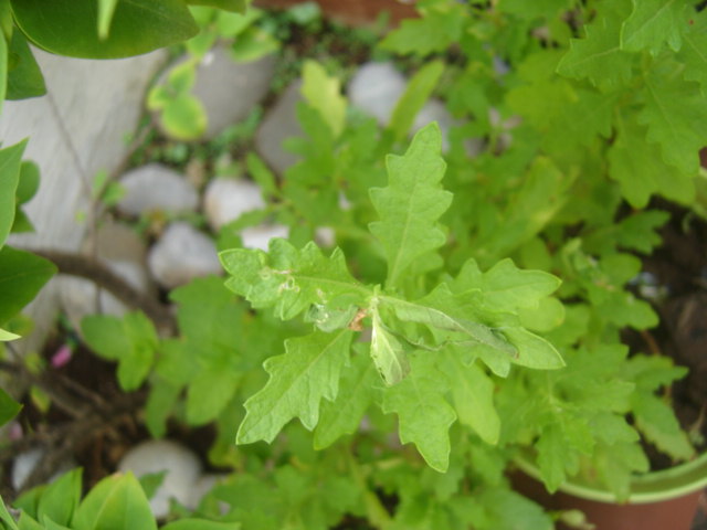 [Foto de planta, jardin, jardineria]