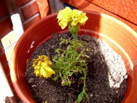 [Foto de planta, jardin, jardineria]