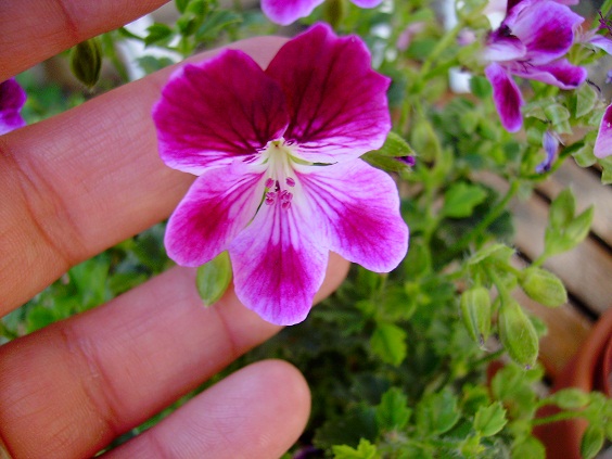 [Foto de planta, jardin, jardineria]