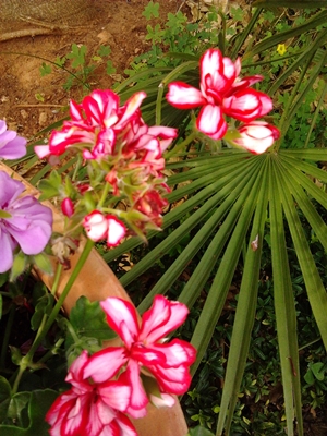 [Foto de planta, jardin, jardineria]