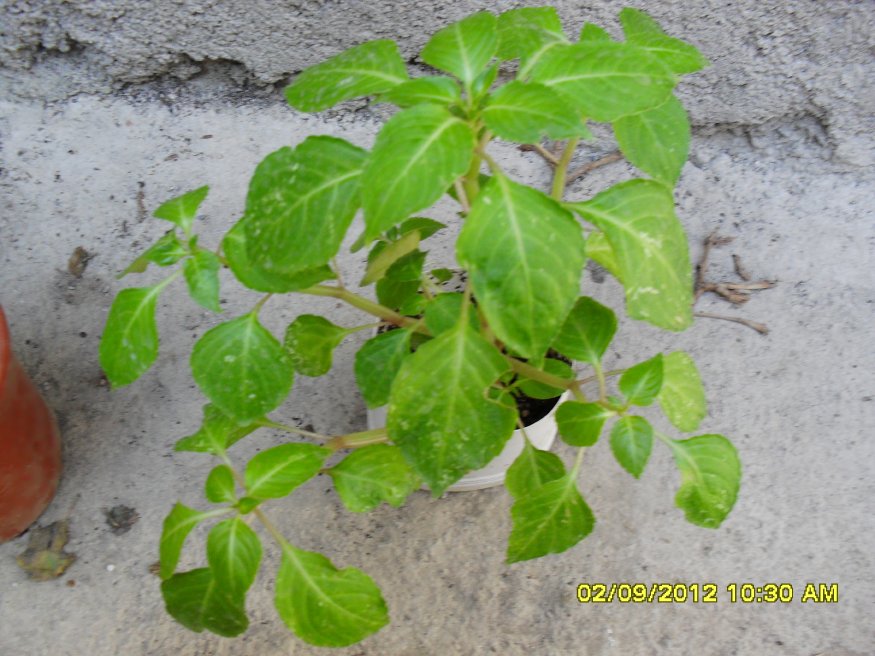 [Foto de planta, jardin, jardineria]