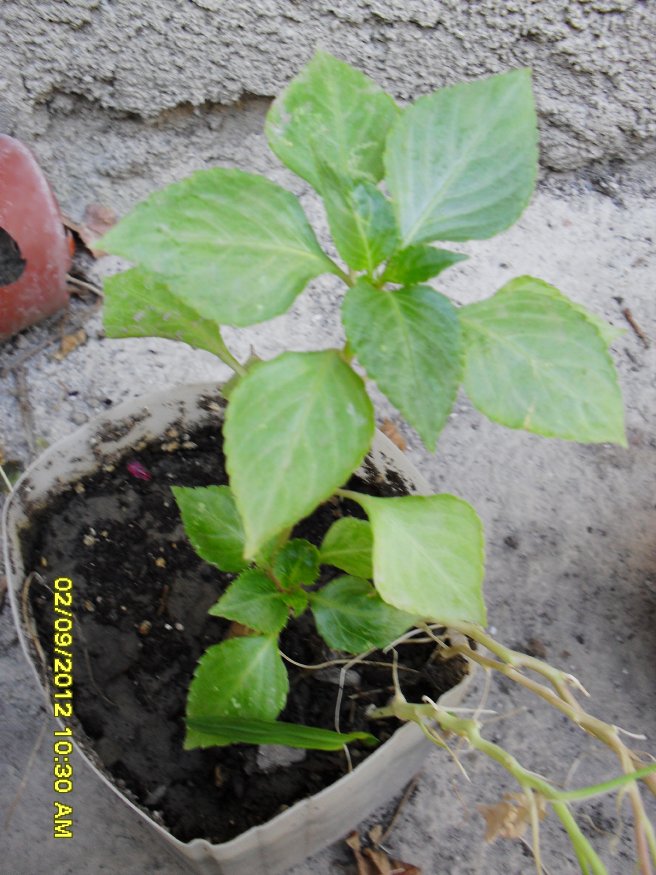 [Foto de planta, jardin, jardineria]