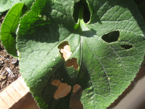 [Foto de planta, jardin, jardineria]