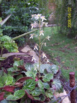 [Foto de planta, jardin, jardineria]