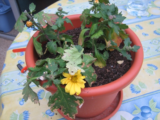 [Foto de planta, jardin, jardineria]