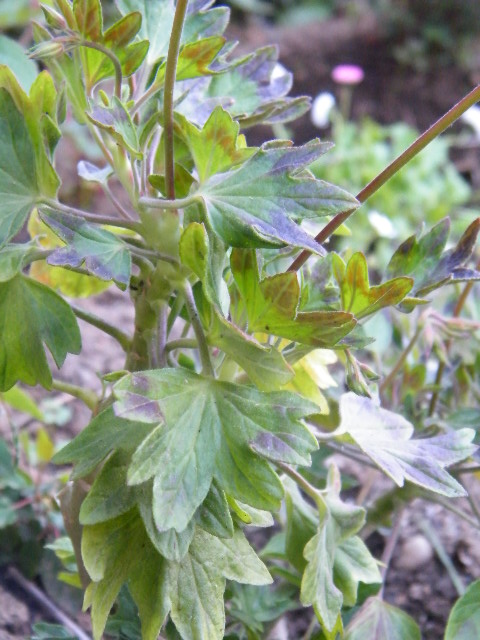 [Foto de planta, jardin, jardineria]