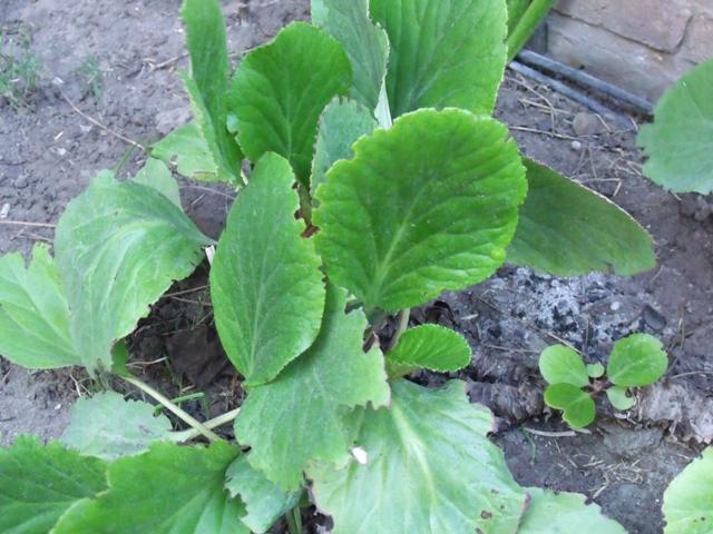 [Foto de planta, jardin, jardineria]