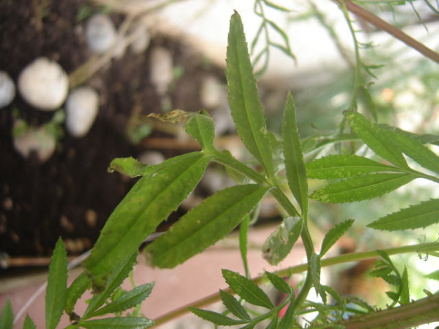 [Foto de planta, jardin, jardineria]