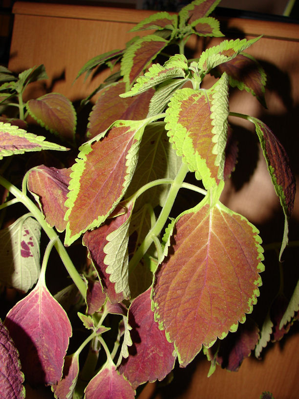 [Foto de planta, jardin, jardineria]