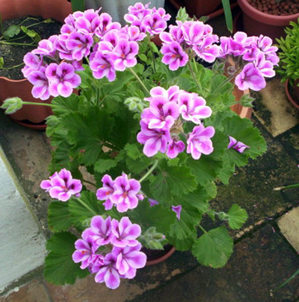 [Foto de planta, jardin, jardineria]