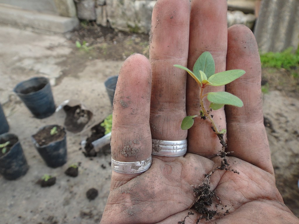 [Foto de planta, jardin, jardineria]