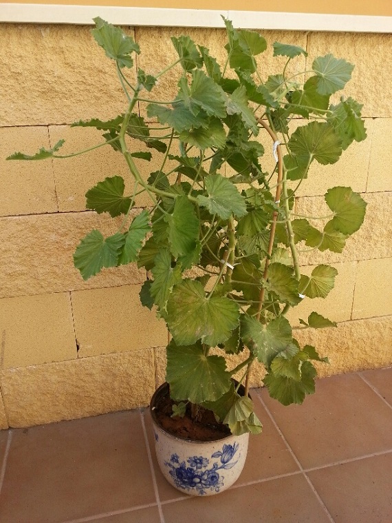 [Foto de planta, jardin, jardineria]