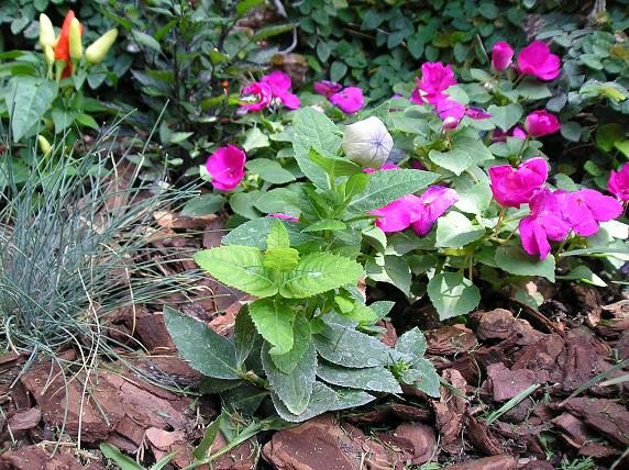 [Foto de planta, jardin, jardineria]