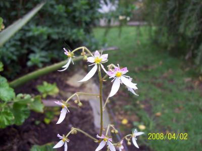 [Foto de planta, jardin, jardineria]