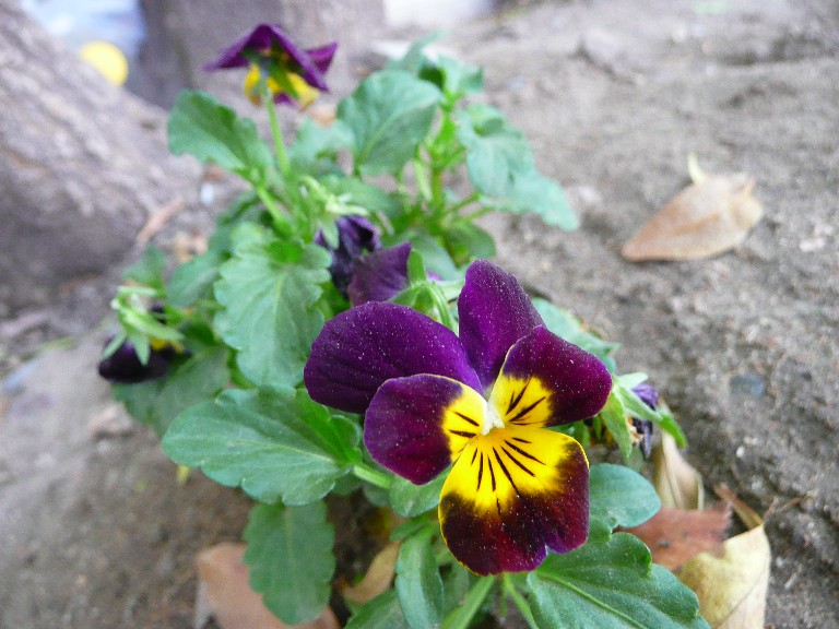 [Foto de planta, jardin, jardineria]