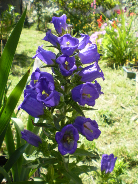 [Foto de planta, jardin, jardineria]