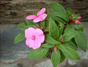 [Foto de planta, jardin, jardineria]