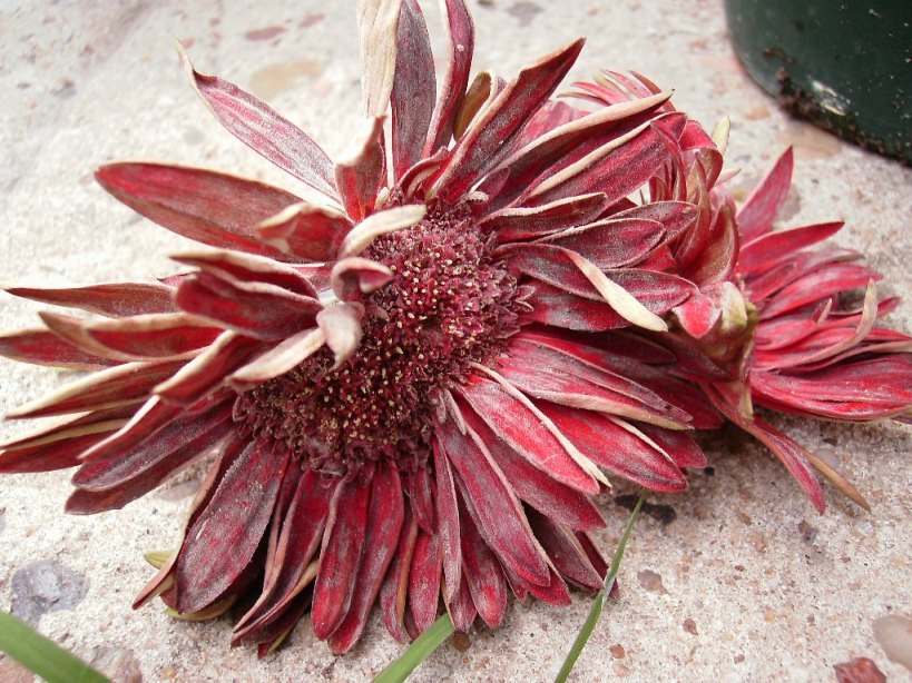 [Foto de planta, jardin, jardineria]