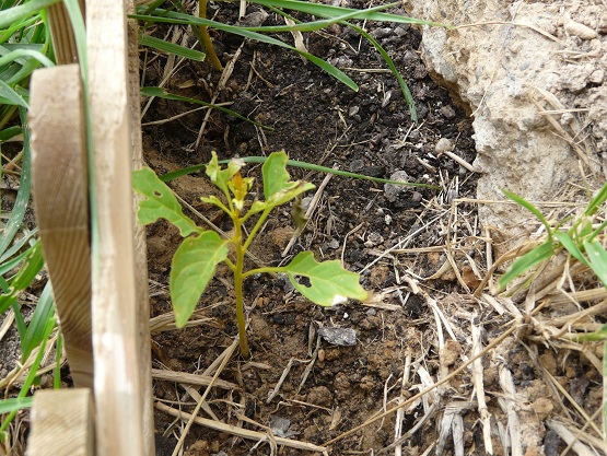 [Foto de planta, jardin, jardineria]